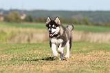 ALASKAN MALAMUTE 020
